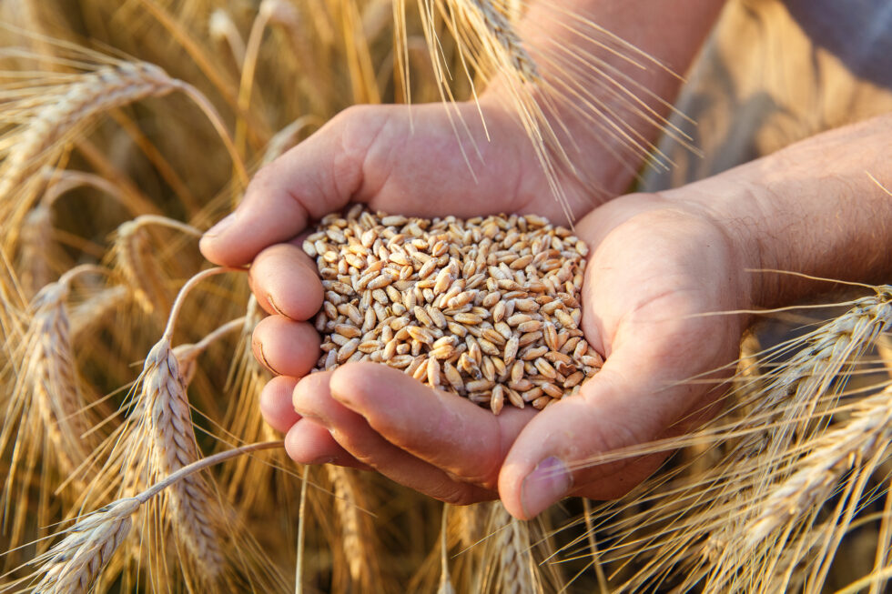 grano